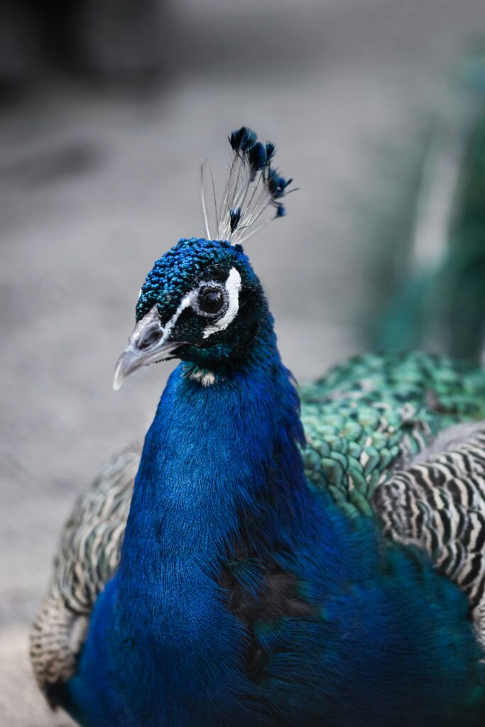 Peacock